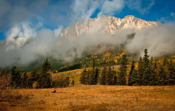 Картинка осень, облака, деревья, горы, природа, туман, ель, хвойные