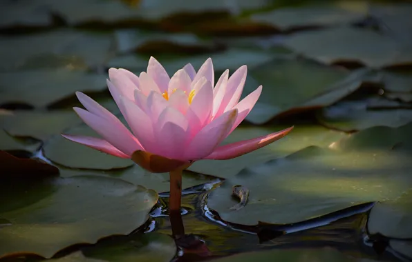 Картинка Вода, Water lily, Водяная лилия