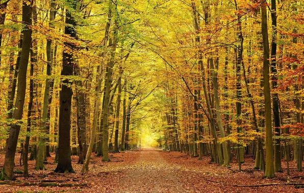 Картинка дорога, осень, лес, листья, красиво