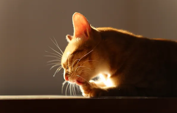 Картинка кошка, свет, фон
