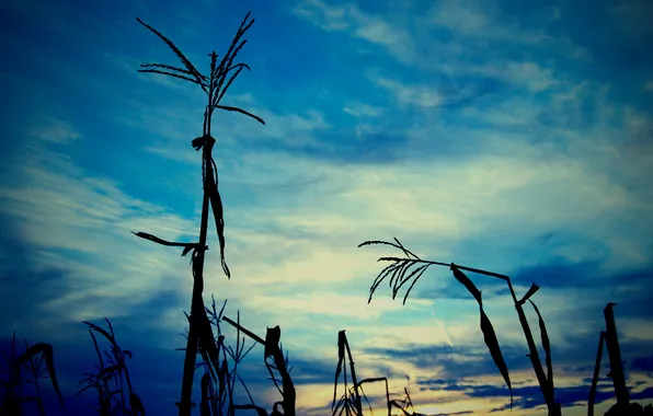 Картинка трава, природа, фото, тень, растения, вечер, картинка. цвета, листья. небо. облака