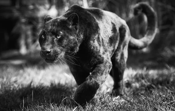 Морда, хищник, пантера, черно-белое, дикая кошка, черный леопард