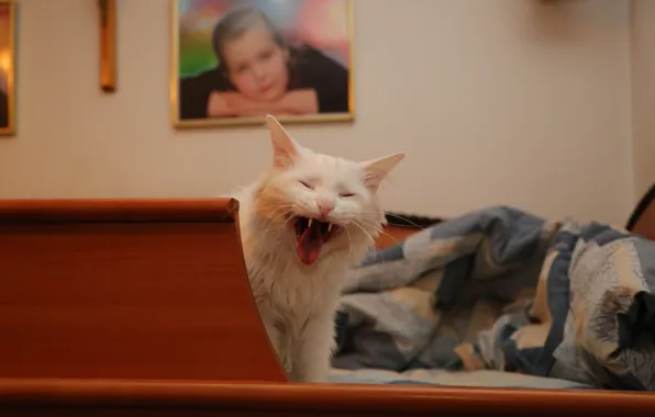Картинка кошка, белый, кот, белая ангора