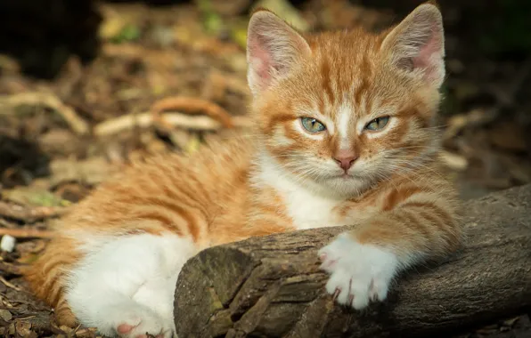 Кошка, взгляд, свет, природа, поза, котенок, рыжий, мордочка