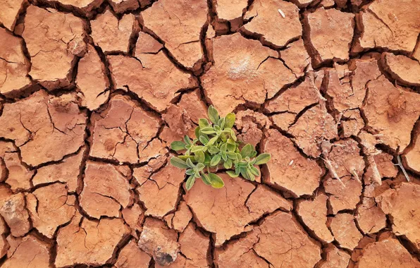 Трещины, обои, растение, засуха, wallpaper, картинка, drought, picture
