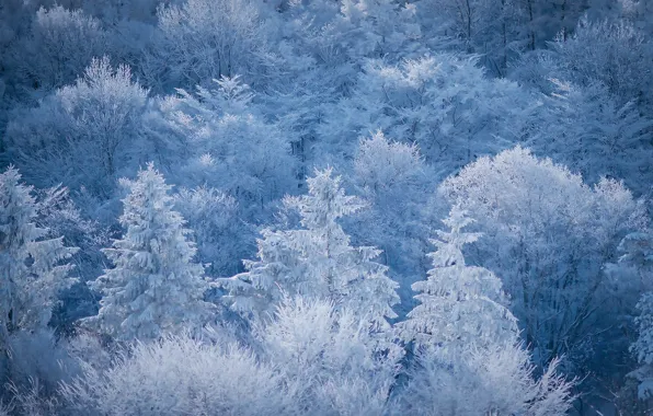 Зима, иней, лес, свет, снег, деревья, природа, ели