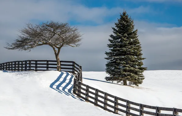 Картинка зима, снег, дерево, забор, елка