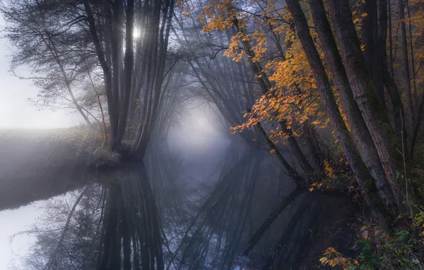 Осень, лес, деревья, природа, река