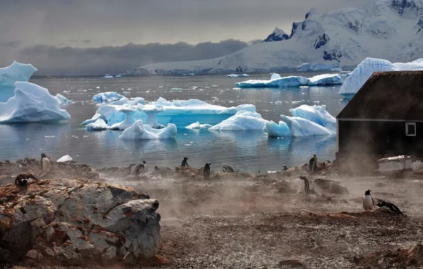 Картинка вода, туман, дом, атмосфера, Пингвины, ледники