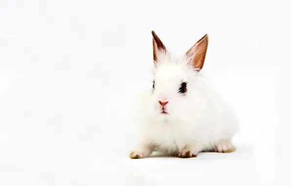 Картинка белый, фон, кролик, уши