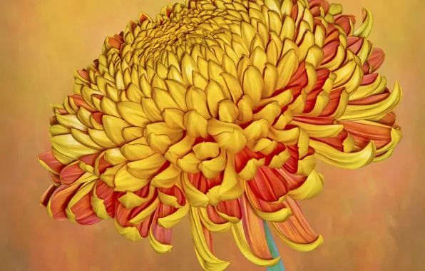 Картинка фон, хризантема, коричневый цветок