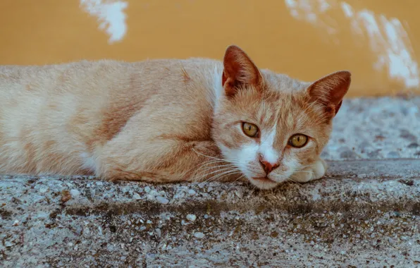 Картинка кошка, кот, взгляд, морда, поза, стена, лежит, рыжая