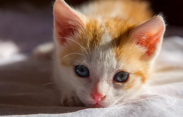 Кошка, котенок, портрет, рыжий, мордашка