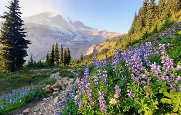 Деревья, цветы, горы, тропинка, люпины, Mount Rainier, Каскадные горы, Washington State