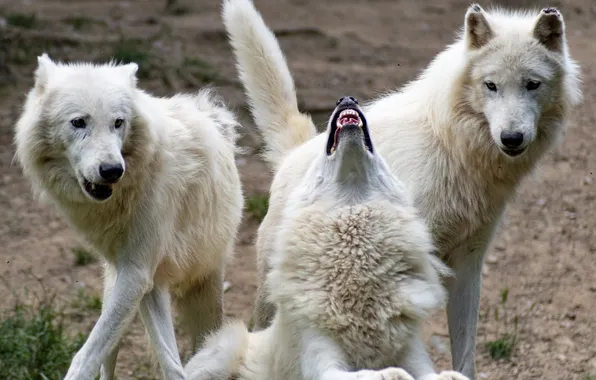 Картинка nature, snow, predator, face, animal, wolf, wildlife, portrait