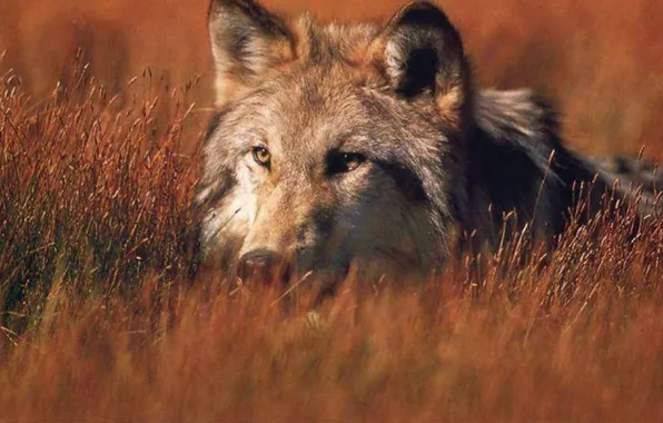 Картинка nature, predator, animal, wolf, wildlife, portrait, portrait., Canis lupus. face