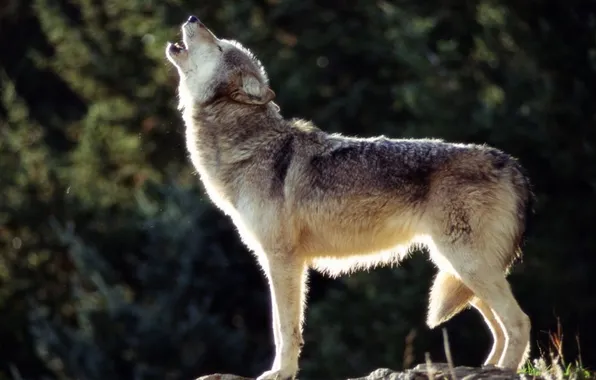 Nature, face, animal, wolf, wildlife, head, fur, mammal