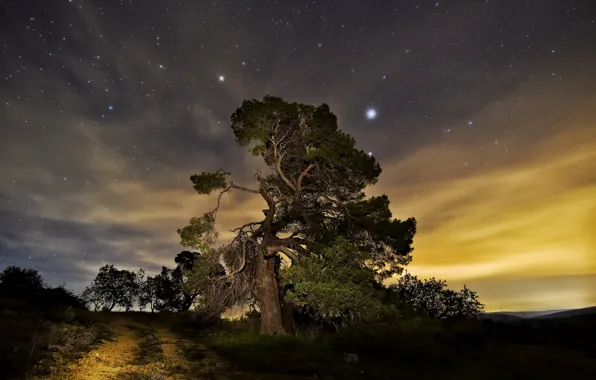 Картинка ночь, природа, дерево