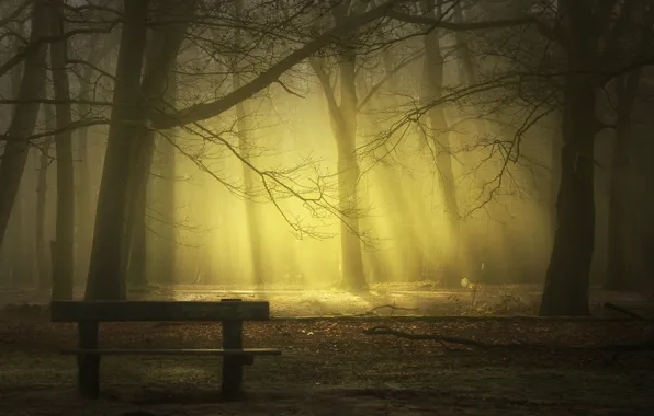Лучи, скамейка, туман, парк, park, rays, fog, bench