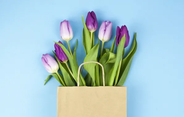 Картинка цветы, фиолетовые, тюльпаны, flowers, beautiful, голубой фон, tulips, spring