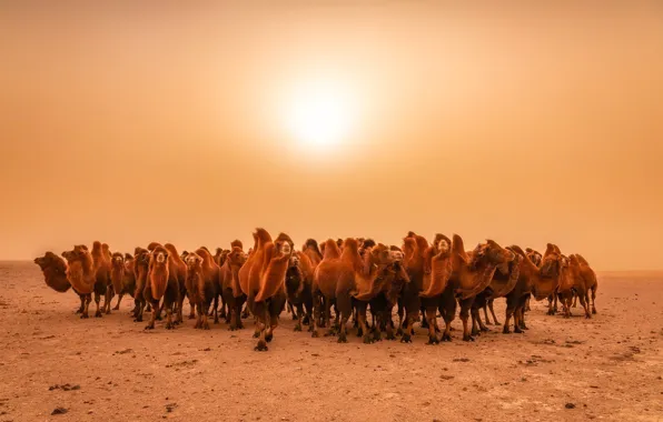 Природа, пустыня, верблюды