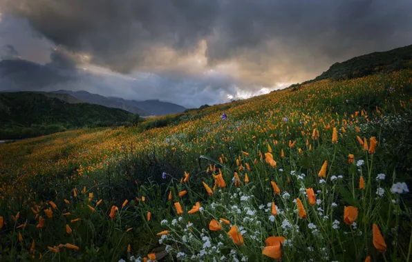 Цветы, горы, луг, Калифорния, California, эшшольция, калифорнийский мак, Temescal Mountains