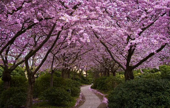 Деревья, цветы, парк, Япония, сакура, аллея, цветение, кусты