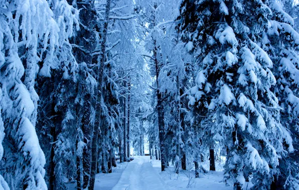 Зима, дорога, лес, деревья, ели