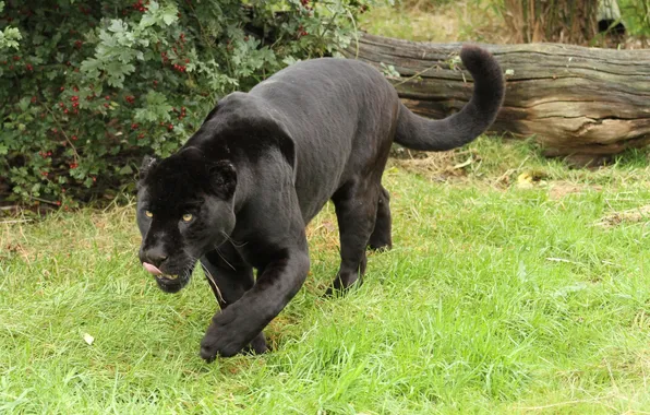 Картинка кошка, трава, пантера, черный ягуар