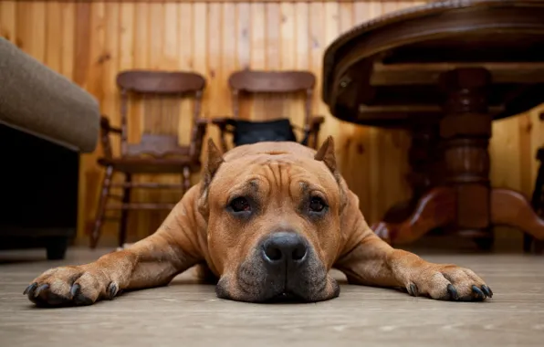 Грусть, взгляд, друг