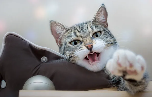 Язык, кошка, кот, взгляд, морда, поза, серый, мебель