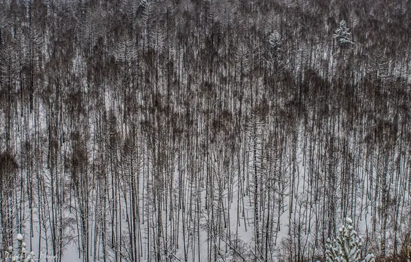 Зима, лес, природа, контраст, берёза, Абзаково