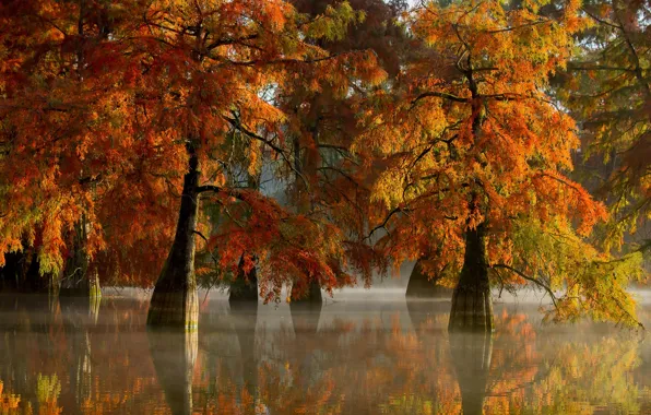 Картинка осень, деревья, природа, озеро, пар, дымка, мангровые леса