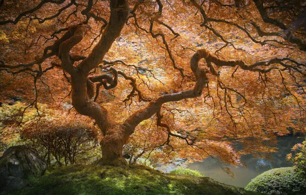 Осень, природа, парк, дерево, клён японский