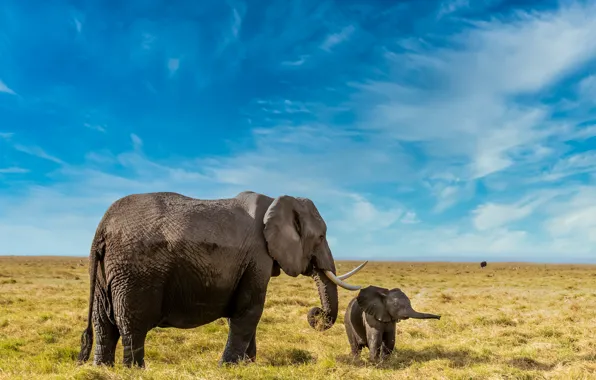 Картинка небо, слоны, слониха, слонёнок
