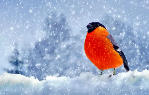 Картинка снег, птица, Зима, перья, снегирь