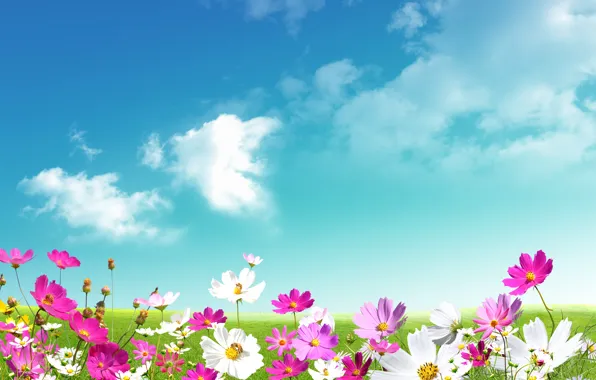 Картинка небо, трава, листья, облака, цветы, свежесть, green, ромашки