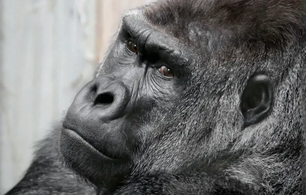 Взгляд, обезьяна, gorilla