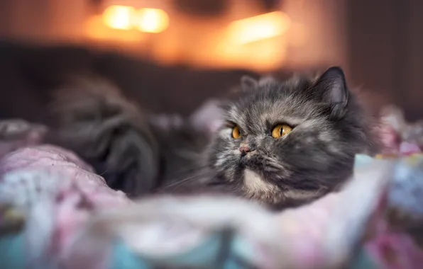Кошка, кот, взгляд, свет, комната, кровать, размытие, хвост