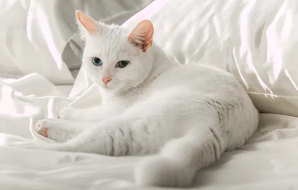 Белый, глаза, кот, лежит, коте
