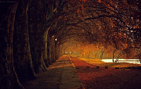 Осенний денёк, дорога в даль, аллея в парке, Luis Valadares
