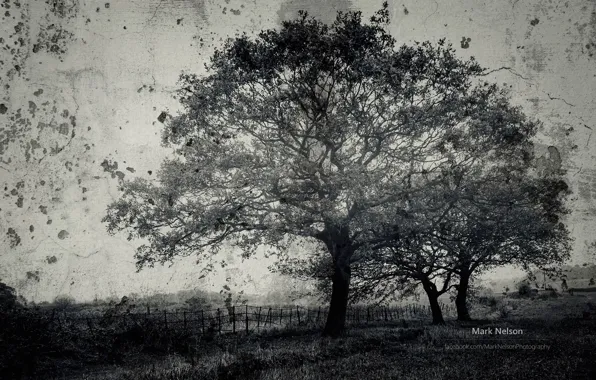 Дерево, фотограф, магия чб фото, Monochromatic, Mark Nelson