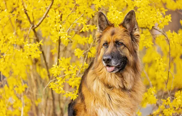 Взгляд, цветы, ветки, природа, куст, собака, весна, мордашка