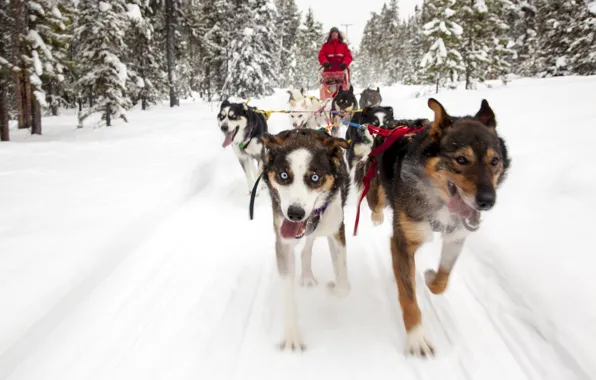 Собаки, снег, деревья, фон, собачья упряжка