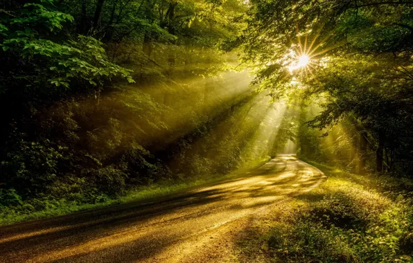 Картинка summer, forest, Nature, road, trees, sun rays, Forests, Road Ultra