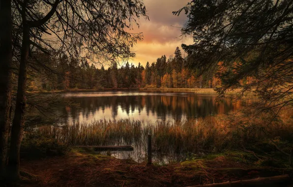 Лес, деревья, озеро, The silence of nature