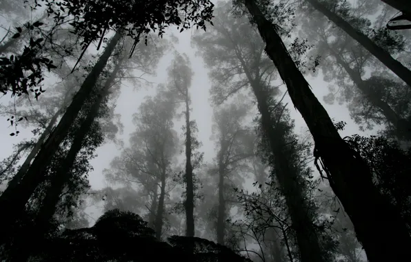 Forest, trees, leaves, fog, black and white, b/w, contrast