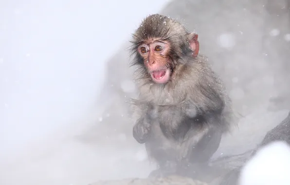 Картинка Japan, Nagano, Snow monkey