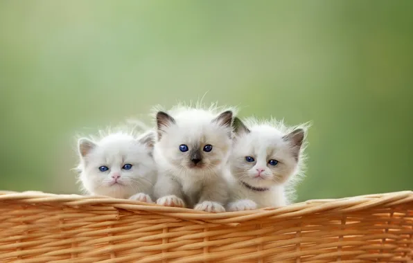 Кошка, взгляд, кошки, природа, поза, котенок, котята, белые