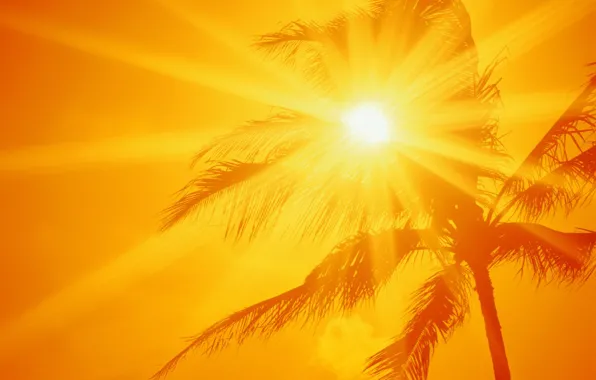 Обои солнце, пальма, жара на телефон и рабочий стол, раздел природа,  разрешение 1600x1200 - скачать